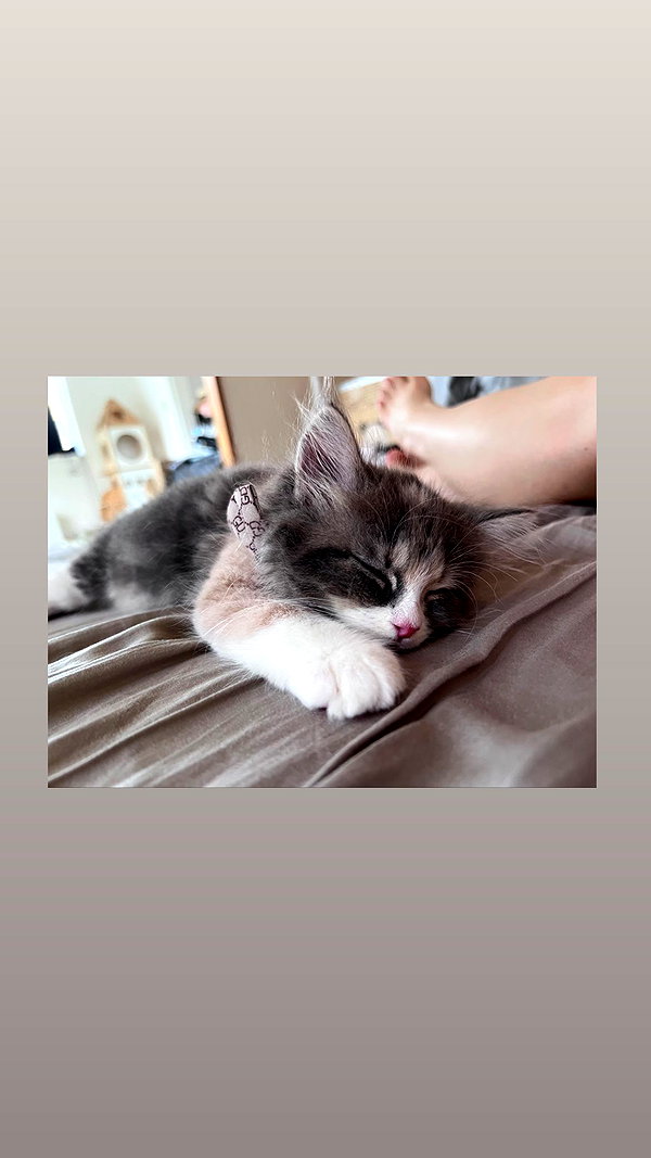 lapinangelia instagram image archive image