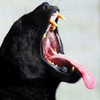 curlyfriesjazz Altpins Profile Picture