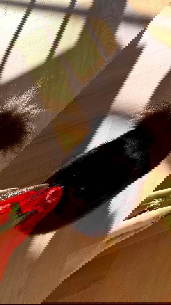 katrina.zaiceva katrina.zaiceva archive image