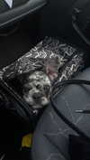 rott3nbambi Altpins Profile Picture