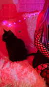 tiny.eviluv Altpins Profile Picture