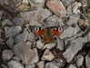 xoreniiiiii Altpins Profile Picture