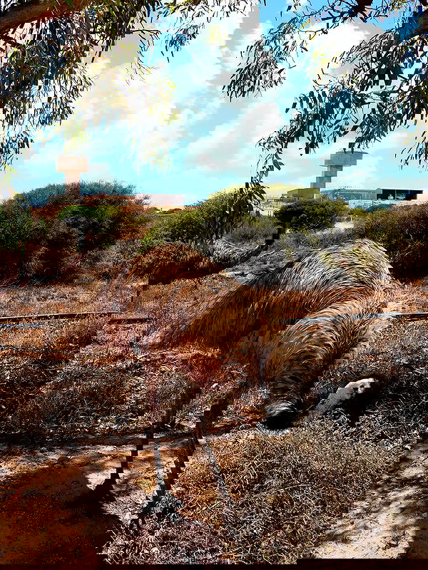 jtilb image ~ Altpins