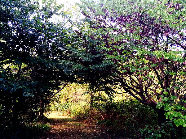 hallucineon instagram image archive image