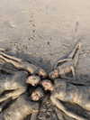 mishell.lindaflor Altpins Profile Picture