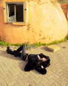 strawberryshanz Altpins Profile Picture