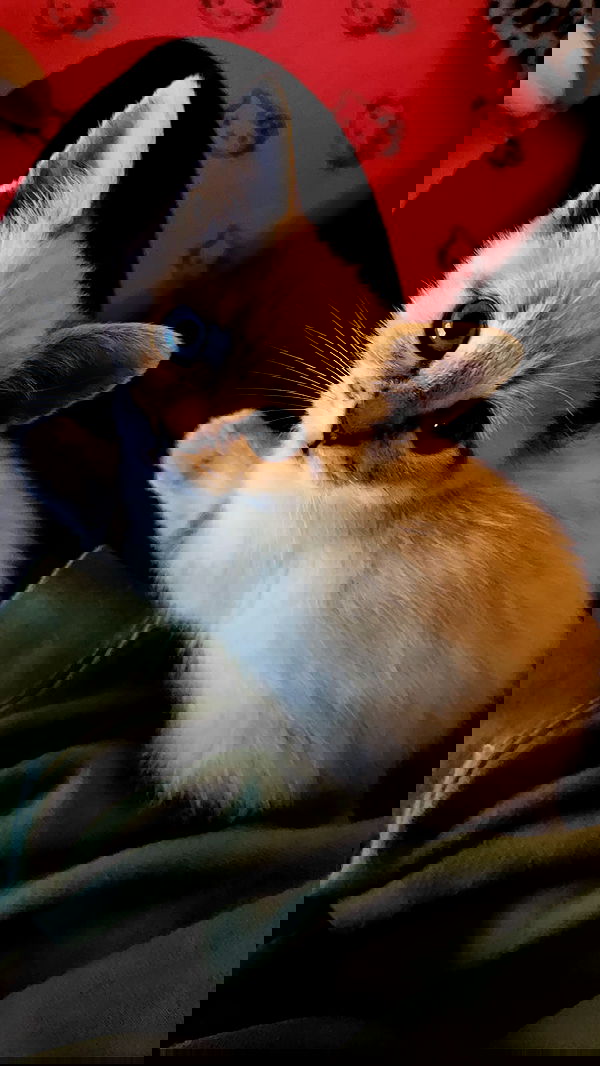 suikomuu suikomuu archive image