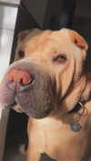 maii.ferreiraa Altpins Profile Picture