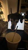 lollinski Altpins Profile Picture