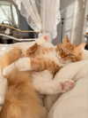 iheartpidge Altpins Profile Picture