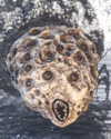 wormsheriff Altpins Profile Picture