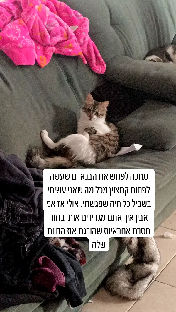 moonyyyya moonyyyya archive image