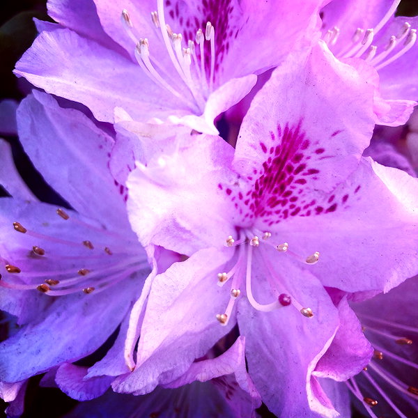 caterpiekae instagram image archive image