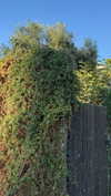 efrat_elmalich Altpins Profile Picture