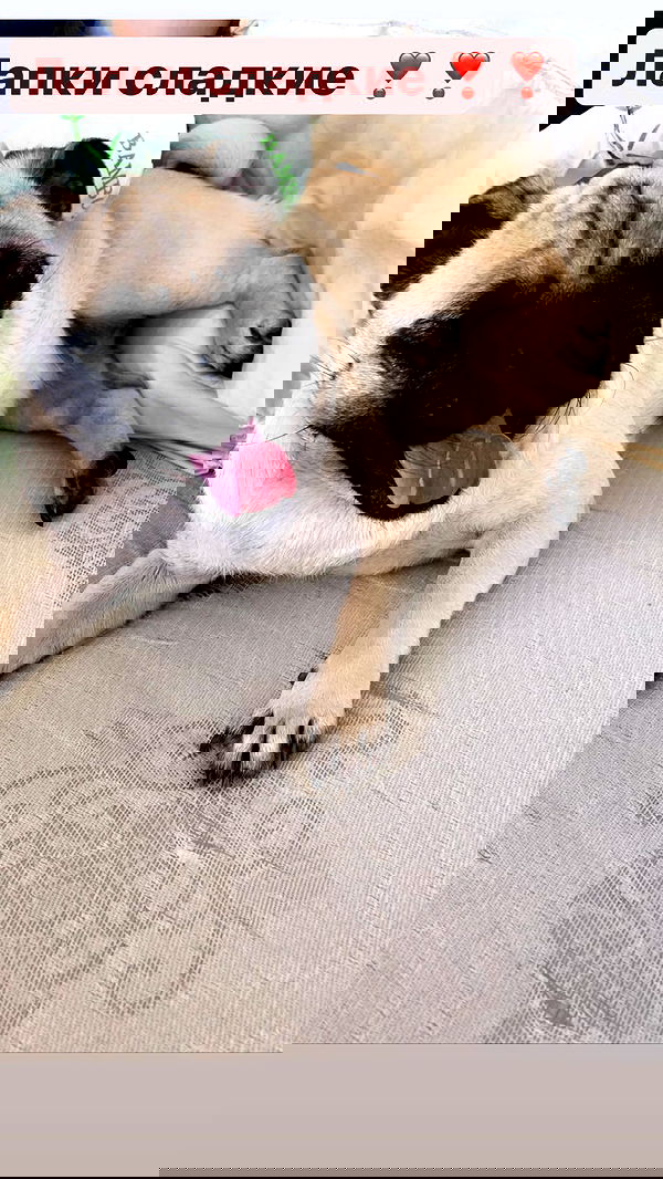 nyityam nyityam archive image