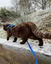 alice_hez Altpins Profile Picture