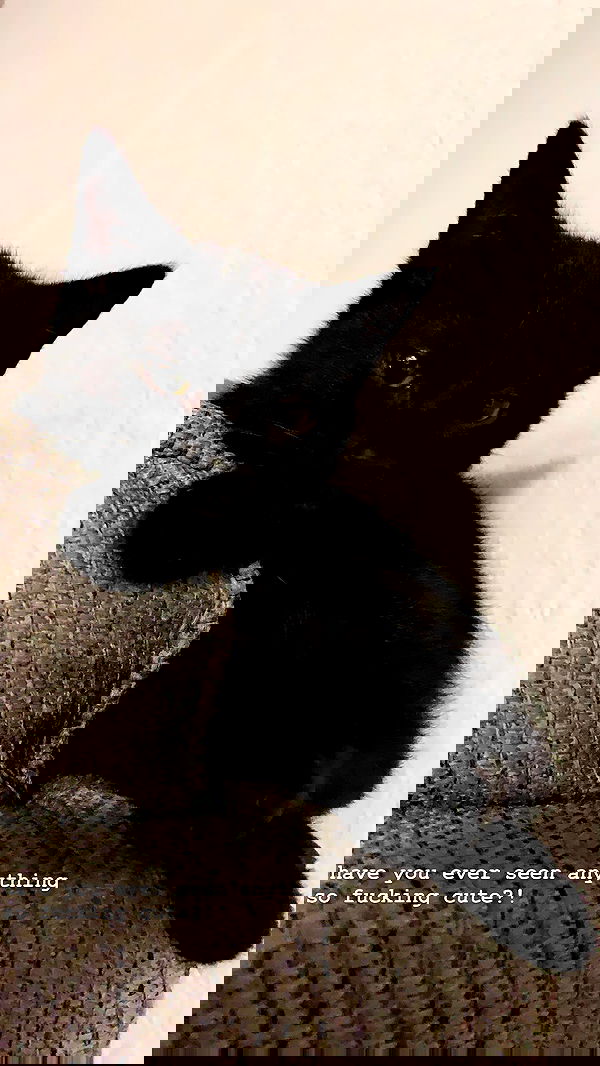 suikomuu suikomuu archive image