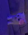 glowmoonshorty Altpins Profile Picture