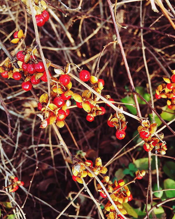hallucineon instagram image archive image
