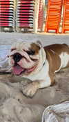 noam_alon1 Altpins Profile Picture