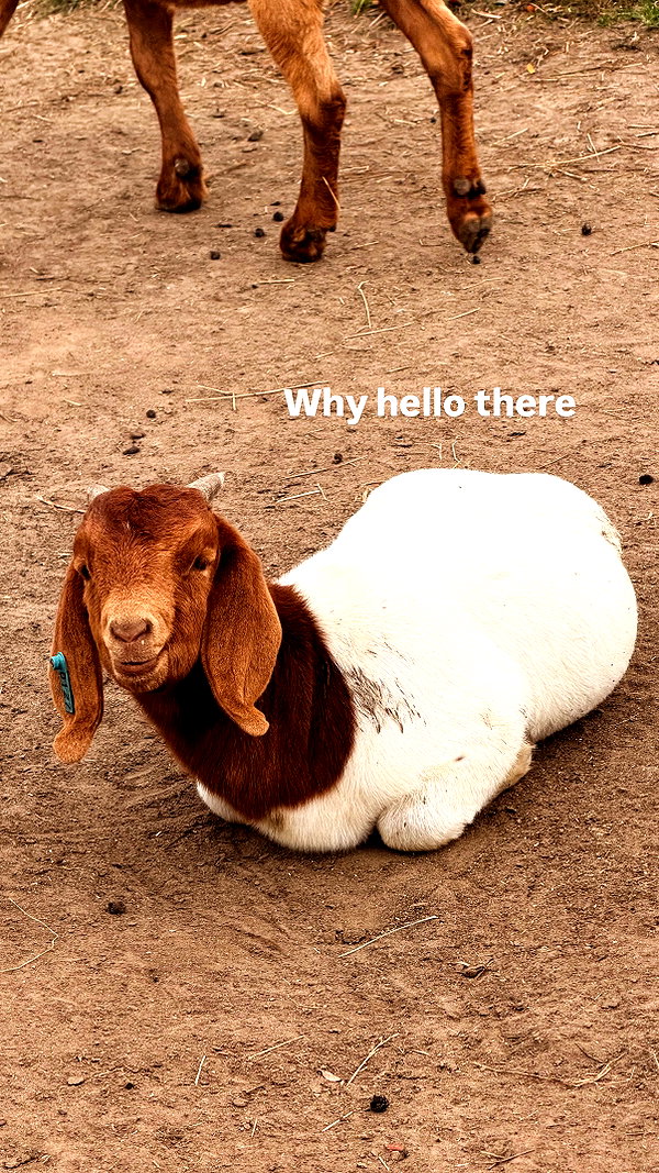 melodyoz instagram image archive image