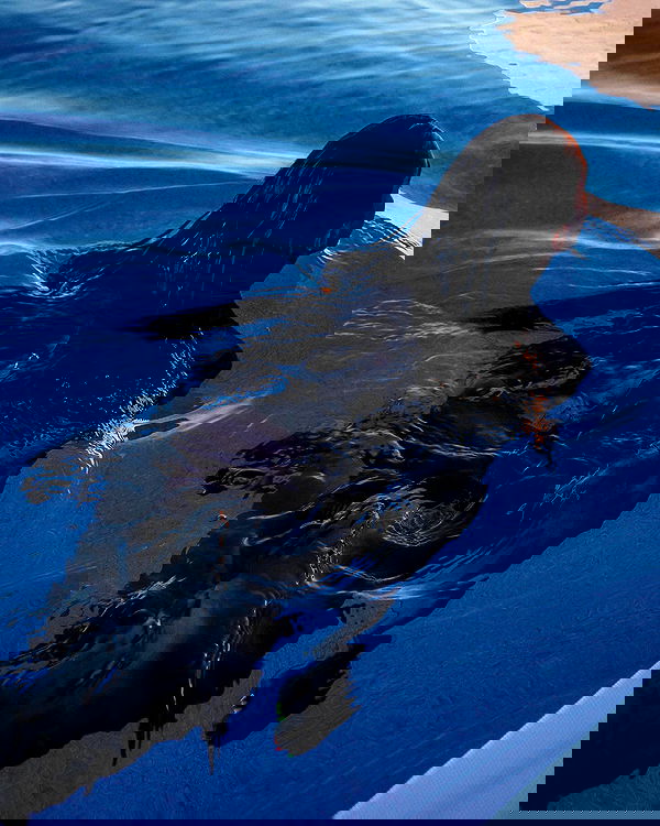 kkulakovaa image ~ Altpins