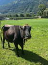 sophielaurenxxo Altpins Profile Picture