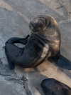 lilih Altpins Profile Picture