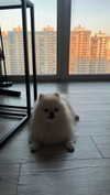 imshigh_ Altpins Profile Picture
