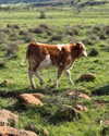 mishel_d_ Altpins Profile Picture