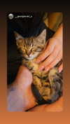 dante_yangpa Altpins Profile Picture