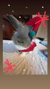 luvstuff3r Altpins Profile Picture