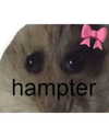 ellaexplicit_ Altpins Profile Picture
