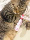 orchidmurmur Altpins Profile Picture