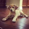 sashapieterse Altpins Profile Picture