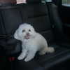 camimendes Altpins Profile Picture