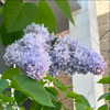 alicejaderockwell Altpins Profile Picture