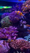 arielgino_ Altpins Profile Picture