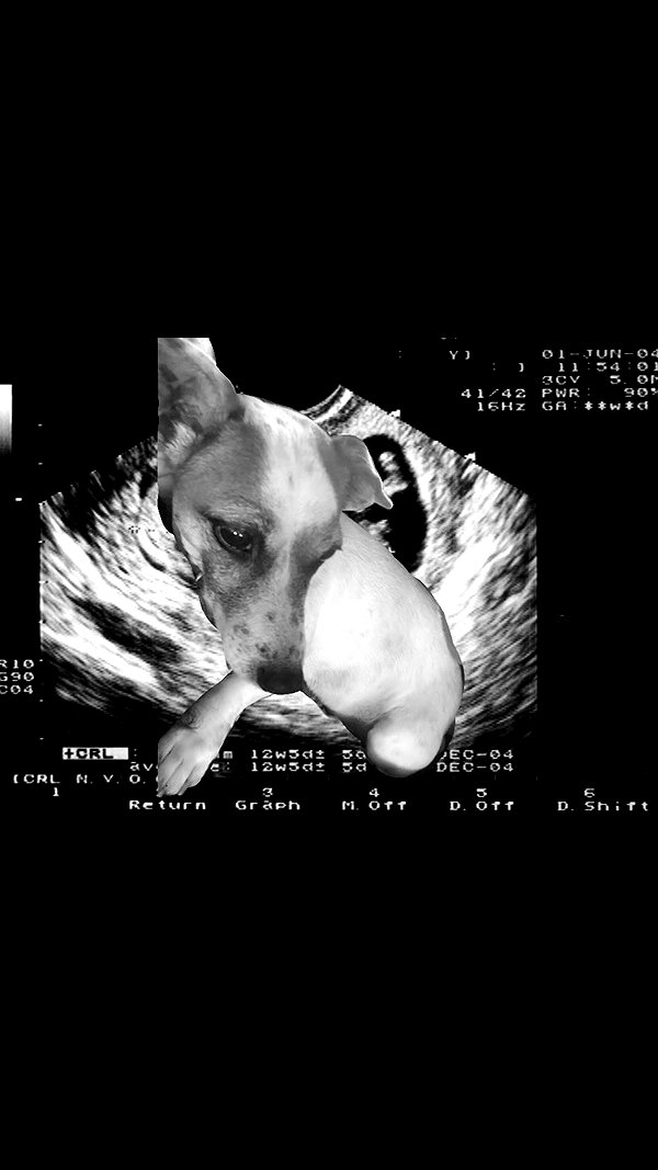 meowwmaxxer archive image