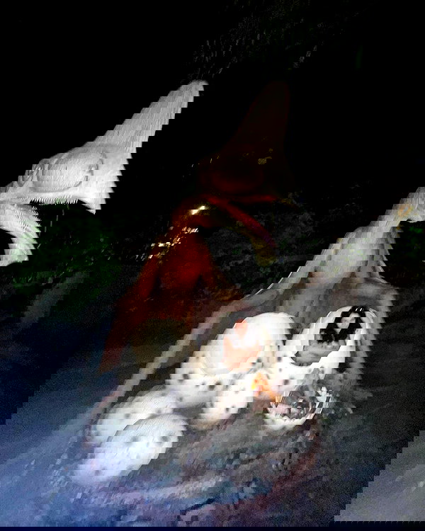 tamagotkri tamagotkri archive image