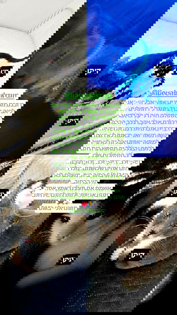 avitallllllllllllllll avitallllllllllllllll archive image