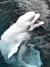 cyber.st4rz Altpins Profile Picture
