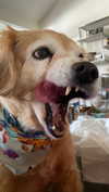 lizrrossi Altpins Profile Picture