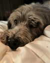 jenniferaniston Altpins Profile Picture