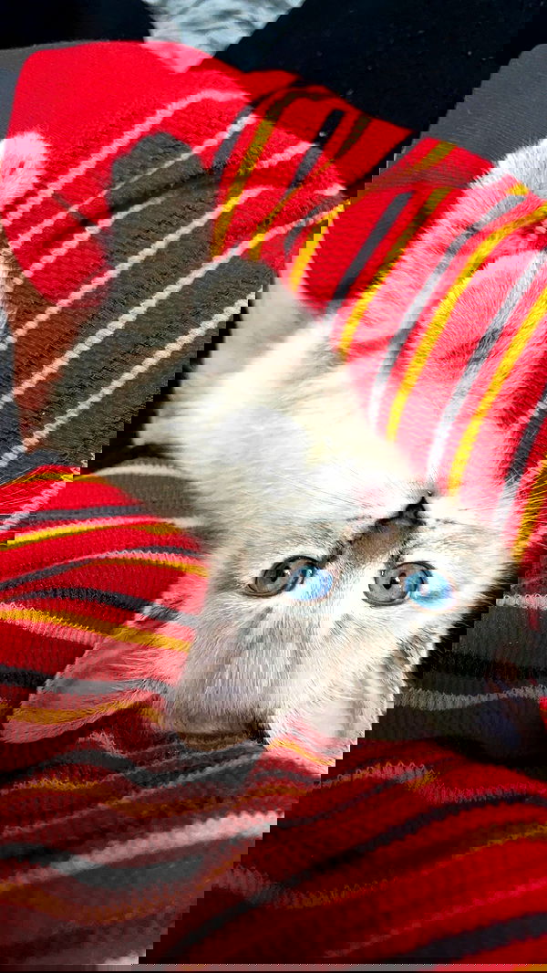 suikomuu suikomuu archive image