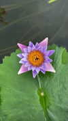 _dafi_lu Altpins Profile Picture