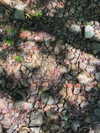 lollinski Altpins Profile Picture