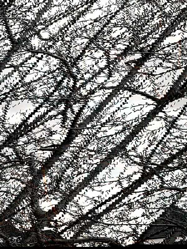 _animechika_ _animechika_ archive image