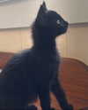 elizabethcampbelljones Altpins Profile Picture
