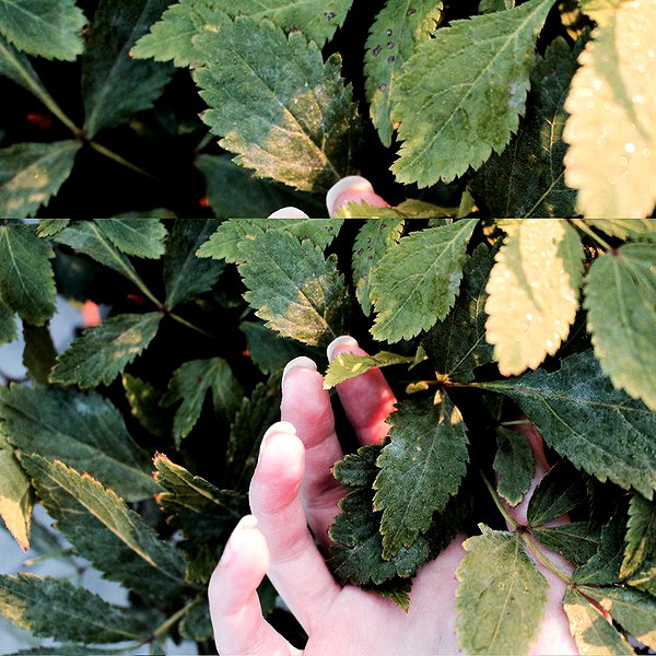 hallucineon instagram image archive image